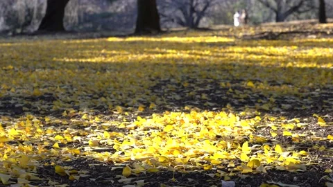 Fallen leaves in the sunlight through the trees Stock Footage 145517469