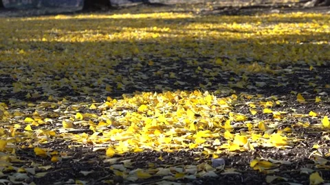 Fallen leaves in the sunlight through the trees Stock Footage 145517763
