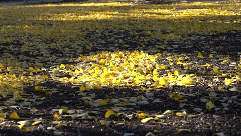 Fallen leaves in the sunlight through the trees Stock Footage 145518129