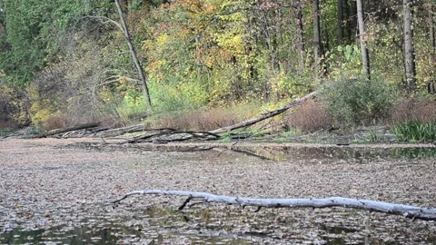 Fallen leaves on the surface of the pond Stock-Footage 140811900