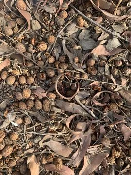 Fallen leaves texture closeup Foto stock