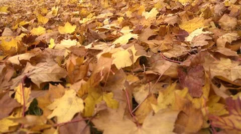 Fallen leaves track L 01 by dwking Video stock 12491309