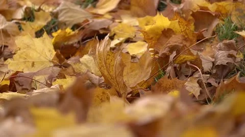 Fallen leaves track L by dwking Video stock 12491394