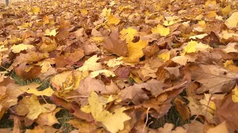Fallen leaves track R 01 by dwking Stock-Footage 12491592