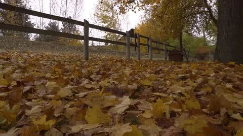 Fallen leaves track R 02 by dwking Video stock 12491680