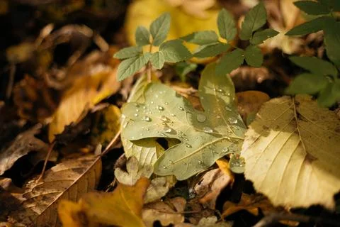 Fallen leaves on a tree trunk in the forest. Selective focus. Stock Photos