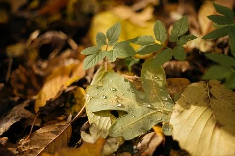 Fallen leaves on a tree trunk in the forest. Selective focus. Stock Photos