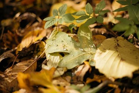 Fallen leaves on a tree trunk in the forest. Selective focus. Stock Photos