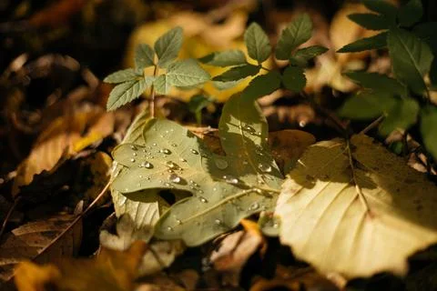 Fallen leaves on a tree trunk in the forest. Selective focus. Stock Photos