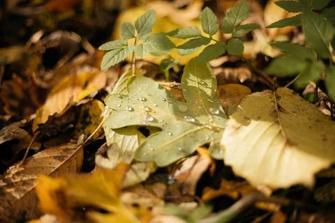 Fallen leaves on a tree trunk in the forest. Selective focus. Stock Photos