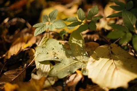 Fallen leaves on a tree trunk in the forest. Selective focus. Stock Photos