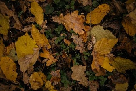 Fallen leaves on a tree trunk in the forest. Selective focus. Stock Photos