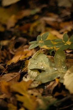 Fallen leaves on a tree trunk in the forest. Selective focus. Stock Photos