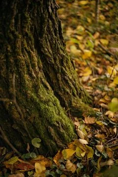Fallen leaves on a tree trunk in the forest. Selective focus. Stock Photos
