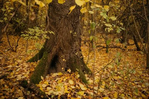Fallen leaves on a tree trunk in the forest. Selective focus. Stock Photos
