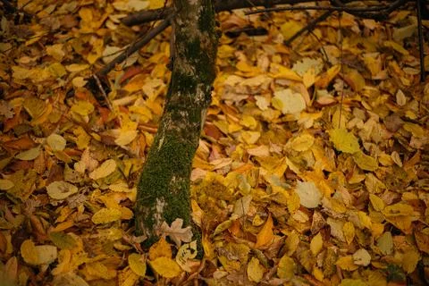 Fallen leaves on a tree trunk in the forest. Selective focus. Stock Photos