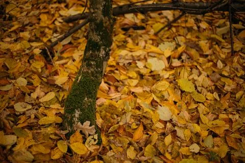 Fallen leaves on a tree trunk in the forest. Selective focus. Stock Photos
