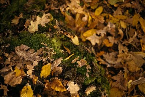 Fallen leaves on a tree trunk in the forest. Selective focus. Stock Photos