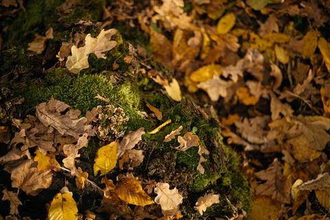 Fallen leaves on a tree trunk in the forest. Selective focus. Stock Photos
