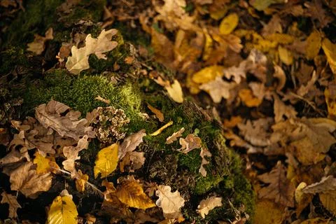 Fallen leaves on a tree trunk in the forest. Selective focus. Stock Photos