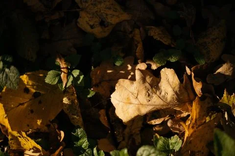 Fallen leaves on a tree trunk in the forest. Selective focus. Stock Photos
