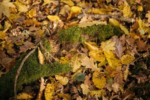 Fallen leaves on a tree trunk in the forest. Selective focus. Stock Photos