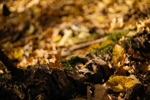 Fallen leaves on a tree trunk in the forest. Selective focus. Stock Photos