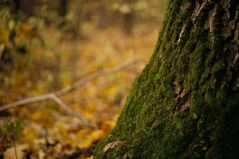 Fallen leaves on a tree trunk in the forest. Selective focus. Foto stock