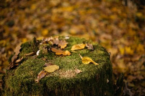 Fallen leaves on a tree trunk in the forest. Selective focus. Stock Photos