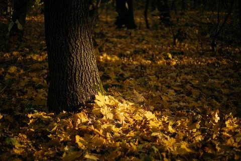 Fallen leaves on a tree trunk in the forest. Selective focus. Stock Photos