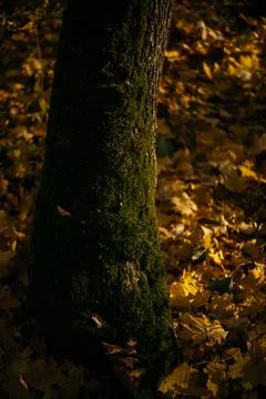 Fallen leaves on a tree trunk in the forest. Selective focus. Stock Photos