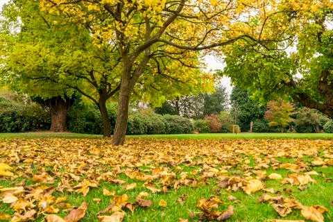 Fallen leaves of trees on the background of green grass in the park. Autumn. Stock Photos