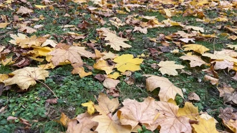 Fallen leaves from trees on the grass Stock Footage 224882510