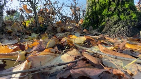 Fallen leaves from trees in the park Stock Footage 224882420