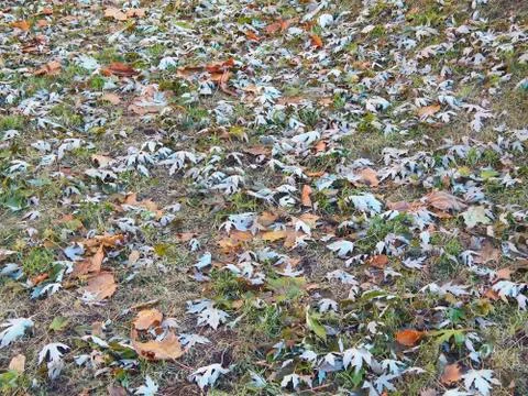 Fallen leaves of tsilver maple and norway maple make a mottled background Stock Photos