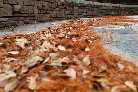 Fallen leaves that turned red. Stock Photos