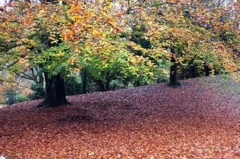 Fallen leaves under tree Stock Photos
