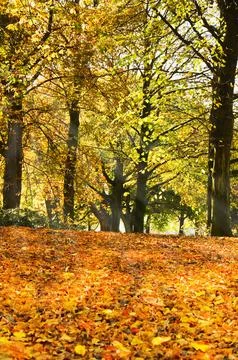 Fallen leaves under trees in fall Stock Photos