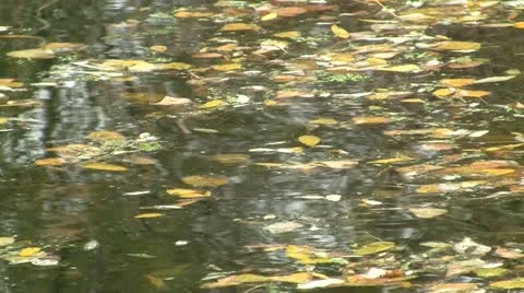 Fallen leaves in water 스톡 동영상 12420445