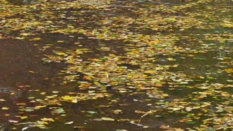 Fallen leaves on water Stock Footage 118712707