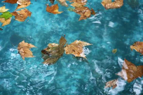 Fallen leaves in the water pool Foto stock
