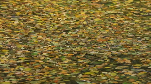 Fallen leaves on water surface Stock Footage 117933938