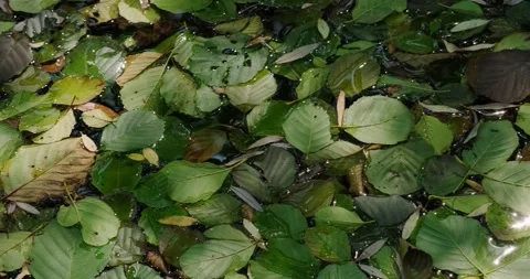 Fallen leaves on the water surface Stock Footage 137649656