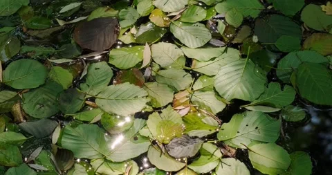 Fallen leaves on the water surface Video stock 137649702