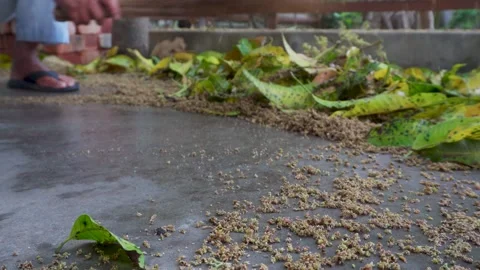 Fallen leaves on wet pavement after rain Stock Footage 333396185