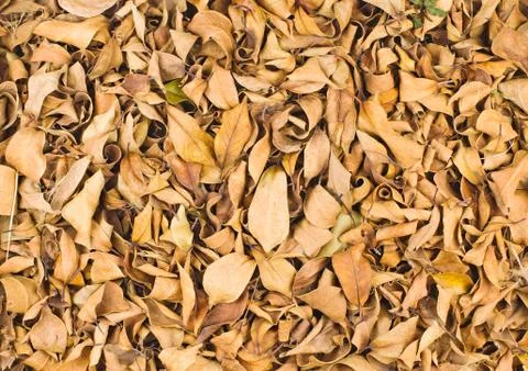 Fallen leaves in winter Fotos Stock