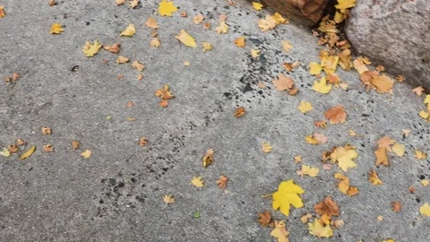 Fallen leaves with yellow tones from a maple tree on concrete, camera panning Video stock 124675284