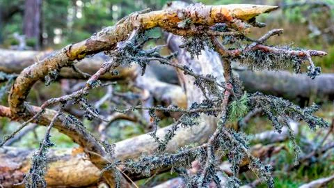 Fallen lichen covered tree in the background forest Stock Photos