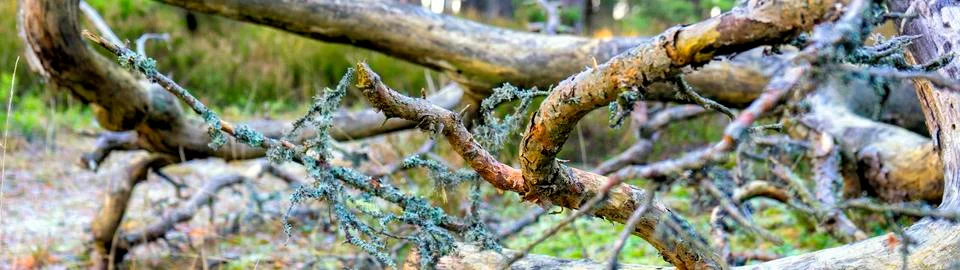 Fallen lichen covered tree in the background forest Stock Photos