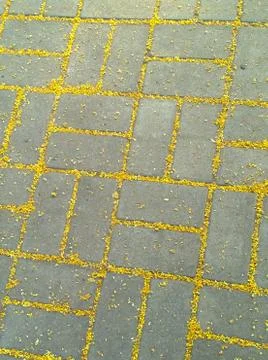 Fallen lime flowers between gray tiles Stock Photos